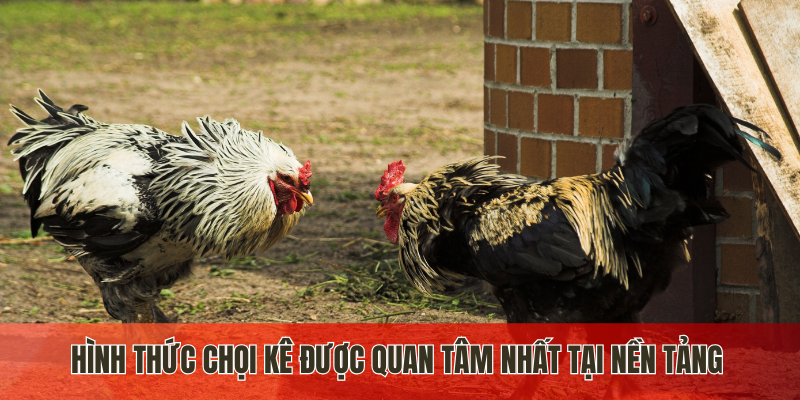 Những hình thức đá gà J88 được quan tâm nhất tại sân chơi