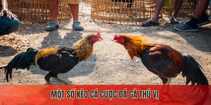 Một vài hình thức cá cược đá gà thú vị tại đá gà J88