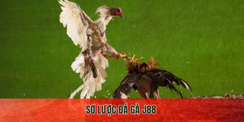Sơ lược đá gà J88
